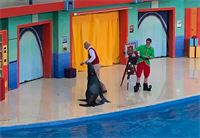 Sea Lion Show